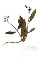 藏品(大錦蘭)的圖片